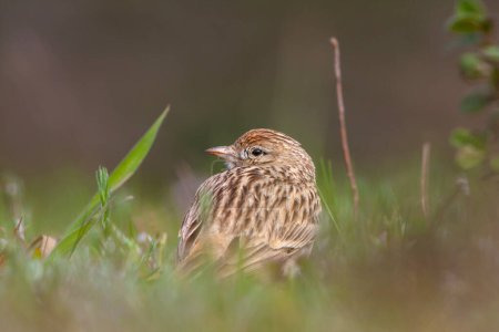 Vogelbeobachtung im Gras, Feldlerche, Alauda arvensis