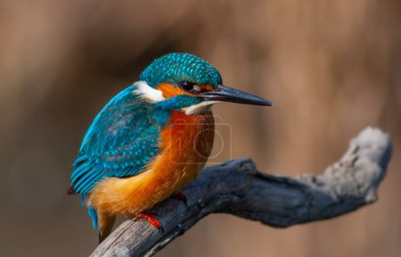 oiseau coloré espionnant sa proie sur branche sèche, Martin pêcheur commun, Alcedo atthis