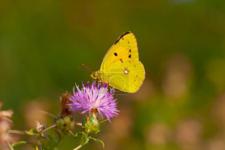 Yellow Glory butterfly on the plant,  Clouded Yellow, Colias crocea