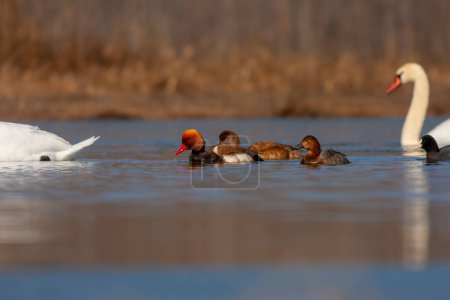 Foto de Aves acuáticas que buscan comida en el agua, Pochard de cresta roja, Netta rufina - Imagen libre de derechos