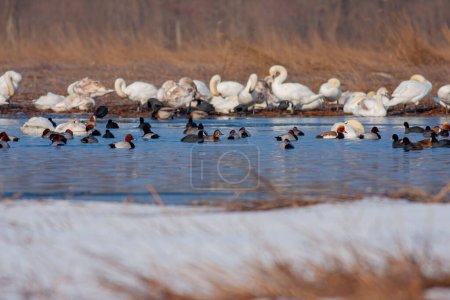 Téléchargez les photos : Group of ducks in the water, Tufted Duck, Aythya fuligula - en image libre de droit