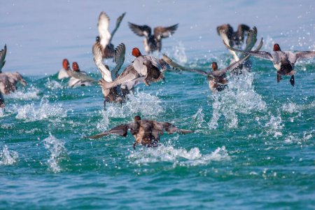 Foto de Group of ducks in the water, Tufted Duck, Aythya fuligula - Imagen libre de derechos