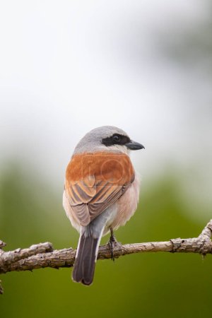 Foto de Pájaro mirando alrededor en el bosque, Shrike con respaldo rojo, Lanius collurio - Imagen libre de derechos
