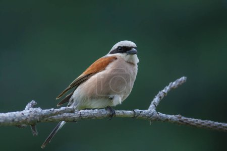 Téléchargez les photos : Oiseau qui regarde autour de lui dans les bois, Pie-grièche à dos rouge, Lanius collurio - en image libre de droit