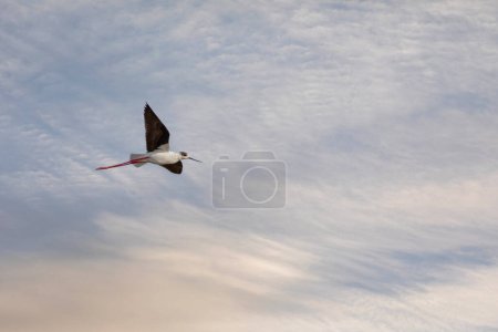 Wasservogel in der Luft, Stelzenläufer, Himantopus himantopus