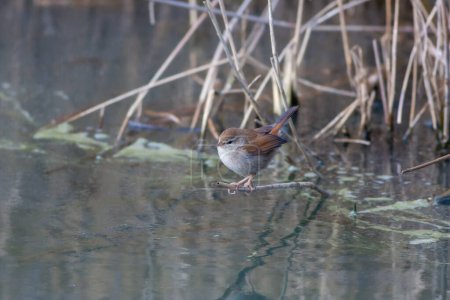 Téléchargez les photos : Petit oiseau à la recherche de nourriture dans le marais, Paruline de Savi, Locustella luscinioides - en image libre de droit