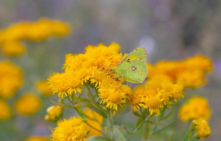 Téléchargez les photos : Papillon jaune Glory sur la plante - Colias crocea - en image libre de droit