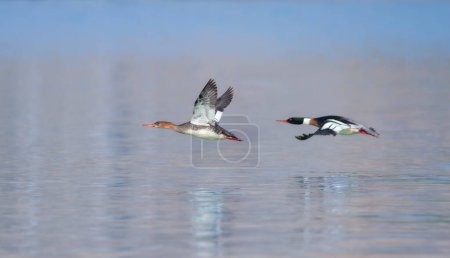 Photo for Large water bird soaring in the air, Red-breasted Merganser, Mergus serrator - Royalty Free Image