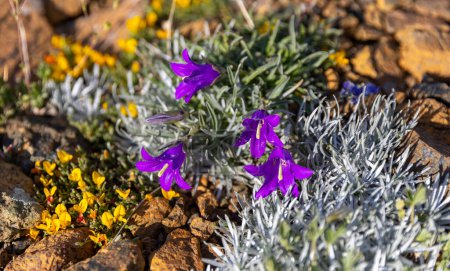 Téléchargez les photos : Campanula ledebouriana plante à fleurs sauvages, belles fleurs pourpres en fleurs sur prairie verte - en image libre de droit