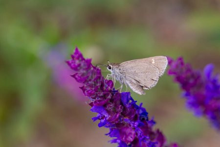 Foto de Mariposa alimentándose de flor púrpura, Alcides Skipper, Eogenes alcides - Imagen libre de derechos