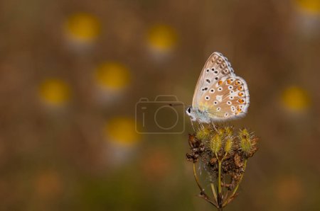 Téléchargez les photos : Papillon bleu sur herbe sèche, Chalk Hill Blue, Polyommatus coridon - en image libre de droit