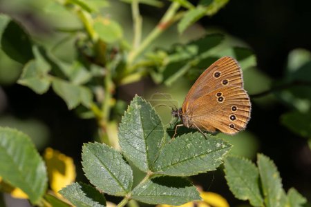 Photo for Big brown butterfly on green leaf, Ringlet, Aphantopus hyperantus - Royalty Free Image