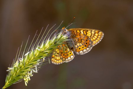 Foto de Mariposa roja en punto de contraluz, Fritillary pantano, Euphydryas aurinia - Imagen libre de derechos