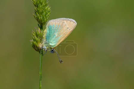 Photo for Tiny blue butterfly on green grass, Diana Blue, Polyommatus diana - Royalty Free Image