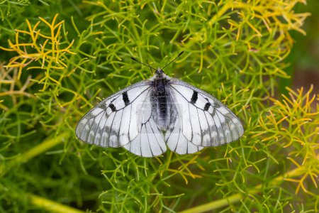 white butterfly in the grass, Clouded Apollo, Parnassius mnemosyne