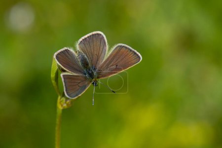 Photo for Tiny blue butterfly on green grass, Diana Blue, Polyommatus diana - Royalty Free Image