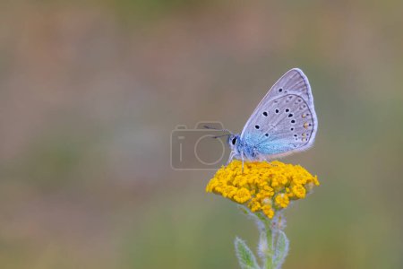 Blauer Schmetterling auf gelbem Gras, Gewöhnlicher Blauer Schmetterling, Polyommatus icarus