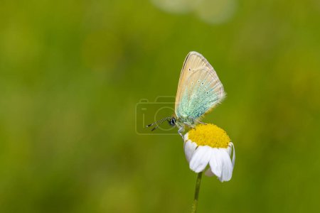 Photo for Tiny blue butterfly on daisy, Diana Blue, Polyommatus diana - Royalty Free Image
