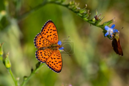 Photo for Big orange butterfly, Mofidis fritillary, Brenthis mofidii - Royalty Free Image