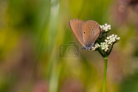 Foto de Mariposa marrón sobre flor blanca, Atardecer Azul Grande, Phengaris nausithous - Imagen libre de derechos