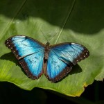 Butterflies in the butterfly park of Seluk District, Konya Province