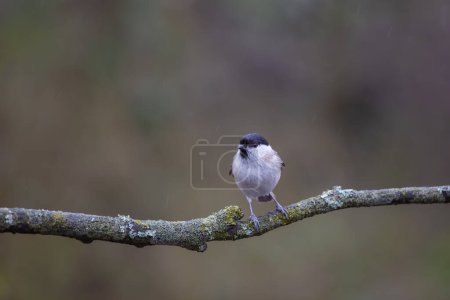 Foto de Very tiny delicate bird on a single branch, Marsh Tit, Poecile palustris - Imagen libre de derechos