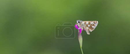 Photo for Small butterfly on purple flower, Aegean skipper, Pyrgus melotis - Royalty Free Image