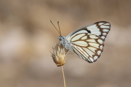 Foto de Gran mariposa migratoria blanca, de venas marrones blanco, Belenois aurota - Imagen libre de derechos