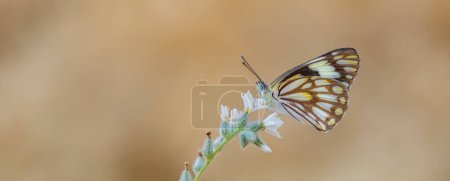 Téléchargez les photos : Grand papillon migrateur blanc, Blanc à nervure brune, Belenois - en image libre de droit