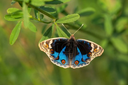Schmetterling mit ausgebreiteten Flügeln, Junonia orithya