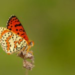 Close up of butterfly Melitaea didyma on plant with green background