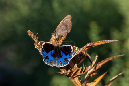 Téléchargez les photos : Papillon aux ailes complètement déployées, Junonia orithya - en image libre de droit