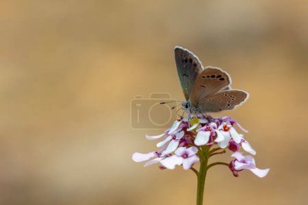 Téléchargez les photos : Minuscule papillon brun sur les ailes, Glaucopsyche astraea - en image libre de droit