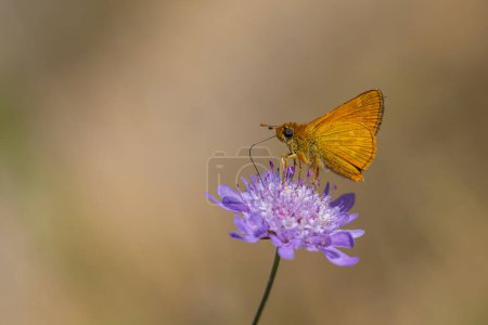 Téléchargez les photos : Petit papillon orange perché, Ochlodes venatus - en image libre de droit