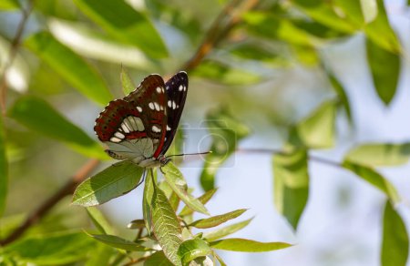 Téléchargez les photos : Un papillon avec un bout d'aile merveilleusement coloré, amiral blanc, Limenitis reducta, - en image libre de droit