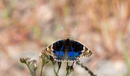 Téléchargez les photos : Papillon aux ailes complètement déployées, Junonia orithya - en image libre de droit