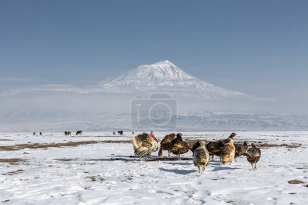 Photo for Turkey in the foreground and Ararat "Agri" Mountain 5.137 meters, Blue sky (Volcanic mountain) - Royalty Free Image