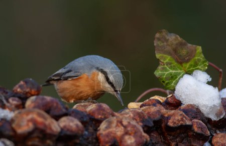 un lindo pájaro hermoso con un pecho naranja, Eurasian Nuthatch, Sitta europaea, pavo