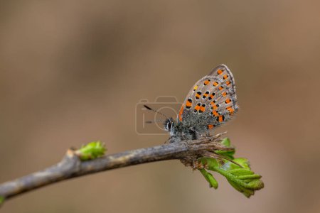 Téléchargez les photos : Minuscule papillon pointillé sur un arbre sec, Akbes hairstreak, Tomares nesimachus - en image libre de droit