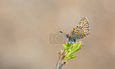 Téléchargez les photos : Minuscule papillon pointillé sur un arbre sec, Akbes hairstreak, Tomares nesimachus - en image libre de droit