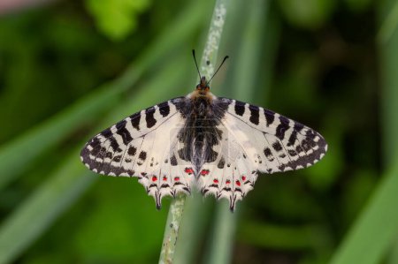 Forest fist butterfly ; Zerynthia cerisyi