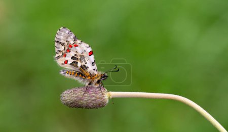 Foto de Mariposa vieira en planta, Zerynthia cerisyi - Imagen libre de derechos