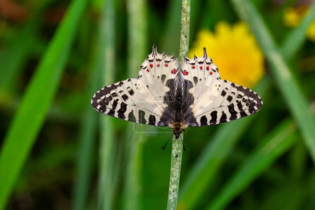 Téléchargez les photos : Papillon Saint-Jacques sur la plante, Festoon de la steppe orientale, Zerynthia deyrollei - en image libre de droit