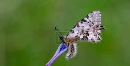 Foto de Mariposa vieira en planta, Zerynthia cerisyi - Imagen libre de derechos