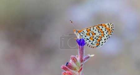 Hermosa mariposa iparhan; Melitaea trivia (Syriaca )