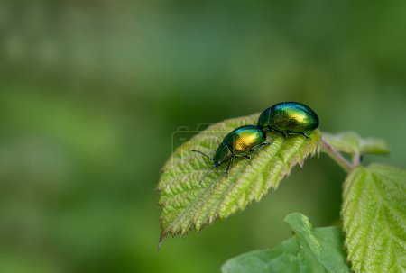 Chrysochus auratus, the dogbane beetle, is a member of the leaf beetle subfamily Eumolpinae With its characteristic metallic green body