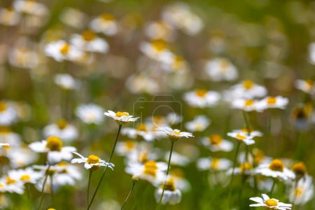 Photo for White natural background of flowers. White daisies. - Royalty Free Image