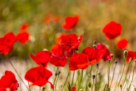 Photo for Field of blooming red poppies - Royalty Free Image