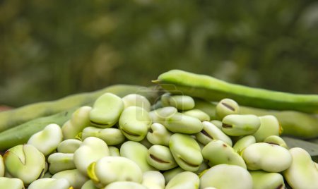 Broad bean or fava beans (Fave) on the close-up. From garden to table: springtime vegetables and legumes