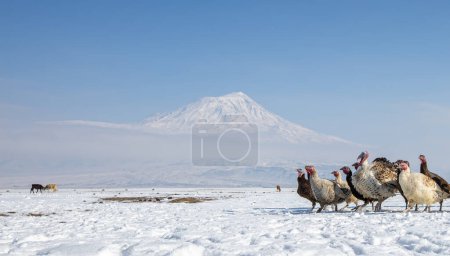 Turkey in the foreground and Ararat "Agri" Mountain 5.137 meters, Blue sky (Volcanic mountain)